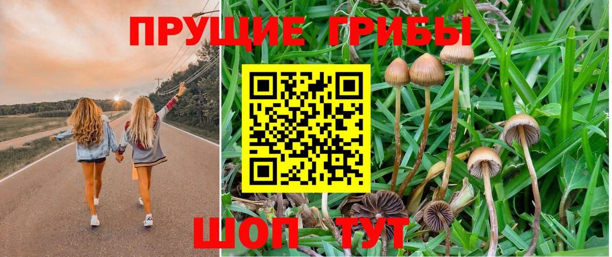 Псилоцибиновые грибы Psilocybe Дубна